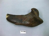 藏品(鬣狗肢骨)的圖片